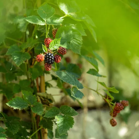 La Forestale Luxury Piano Terra- Appt Acqualagna