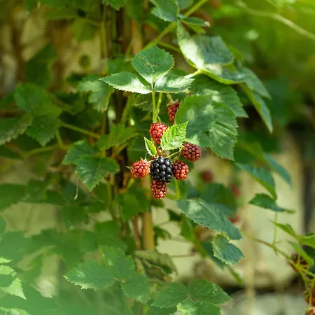 Appartement La Forestale Luxury Piano Terra- Appt *